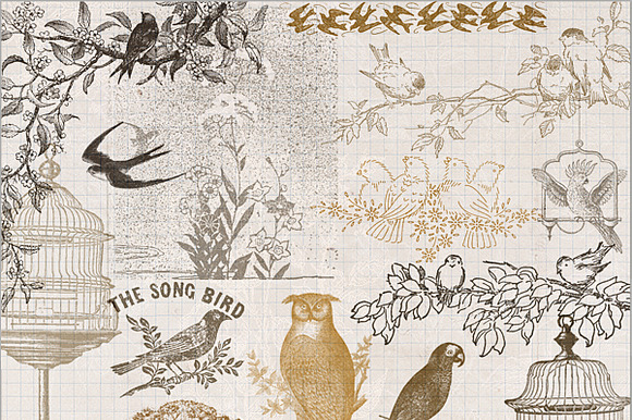 Vintage Bird Brushes preview 3