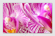 Realistic Orchid Flowers - Isolated, an Object Graphic by Turning Moss (Thumbnail 5 of 6)