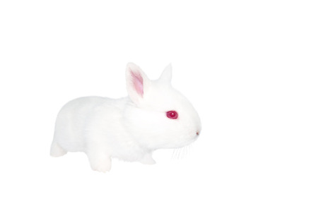 white rabbit isolated on white, an Animal Photo by Pakosta