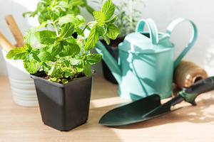 Mint herb plant on wooden table with garden tools, a Nature Photo by Olena Rudo