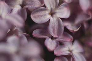 Lilac flowers blooming in spring stock photo containing lilac and flowers, a Nature Photo by René Jordaan Photography