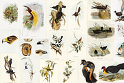 300+ The Birds of Australia, an Animal Illustration by Digital Museum (Thumbnail 12 of 15)