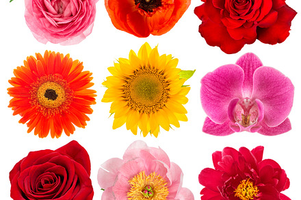 Single flower heads containing flower, rose, and peony, a Nature Photo by LiliGraphie