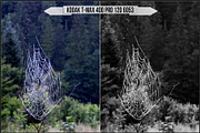 Eastman Kodak Black White Films LUTs, a Plug-in Add-On by Raztrend (Thumbnail 30 of 30)