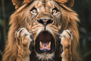 236 surprised animals, an Animal Photo by Handmadefont (Thumbnail 97 of 241)
