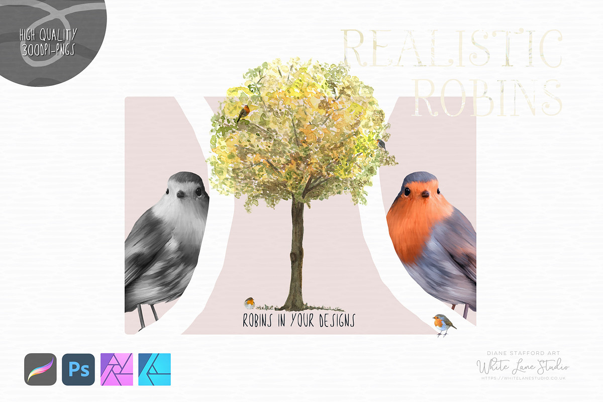 Realistic Robins Illustrations Set, an Illustration by White Lane Studio (Photo 6 of 8)