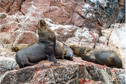Sea lions resting on the stones in, an Animal Photo by Leonid Andronov