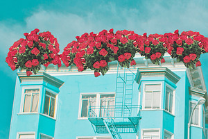 Garden Rooftop Collage Wall Art