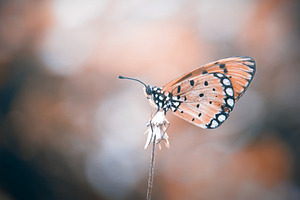 Butterfly insect macro stock photo containing butterfly and insect