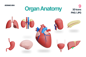 Organ Anatomy 3D Clay Medical Icons, an Object 3D Model by Iconic Era