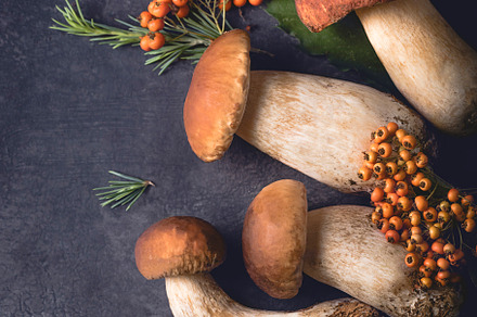 Porcini or boletus mushrooms