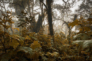 Spooky Forest Landscape, a Nature Photo by THP Creative