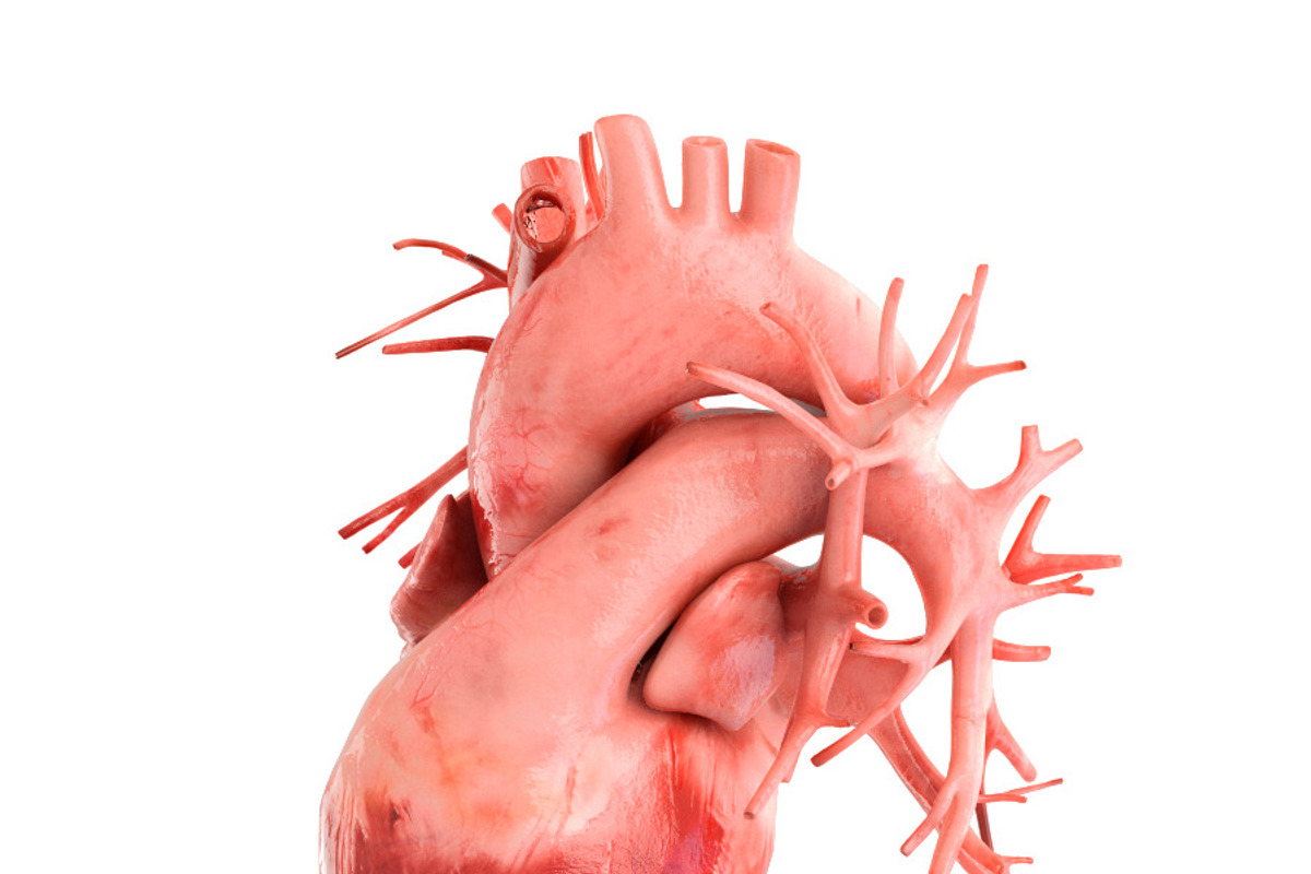 Human heart animated v3, a Characters & Person 3D Model by konstantin.ermolaev (Photo 3 of 8)