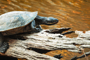 Eastern Short-necked Turtle