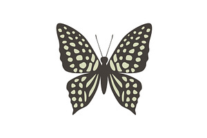 Vector butterfly graphium agamemnon, an Animal Illustration by Nadzin