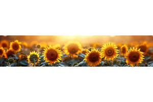 Sunlit Field of Vibrant Sunflowers, an Object Illustration by AlexArt