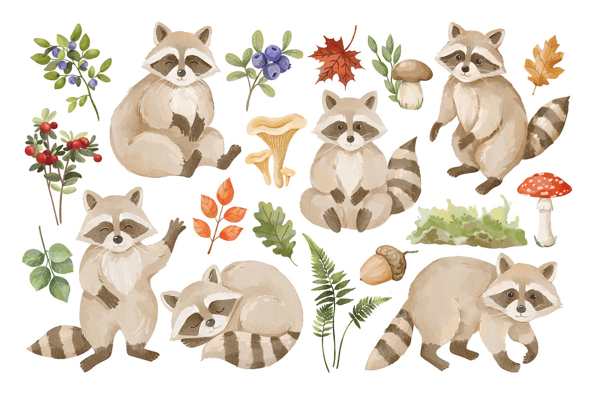 Watercolor Raccoon Clipart PNG, an Animal Illustration by ArtGiftsStudio (Photo 3 of 5)