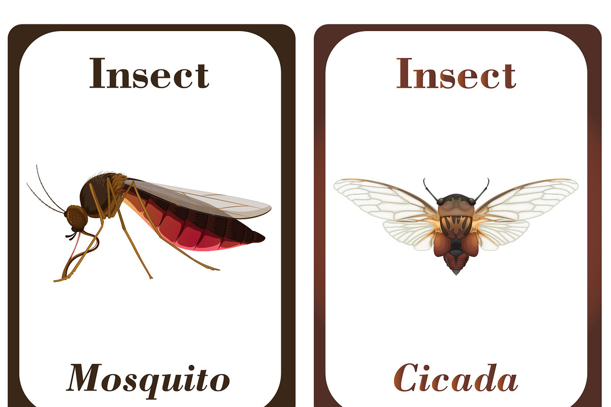 Insects Flash Cards for Kids, a Card Template by DigitalsDesigns (Photo 5 of 5)