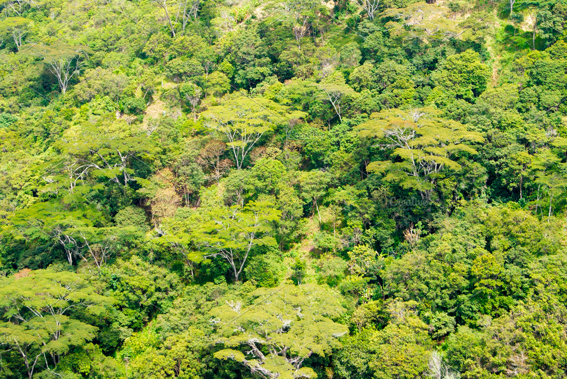 Green featuring green, landscape, and nature, a Nature Photo by Design & photo resources
