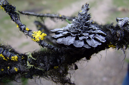 Witches Hair