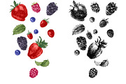 Fresh berries, a Food Illustration by handsketched (Thumbnail 12 of 21)