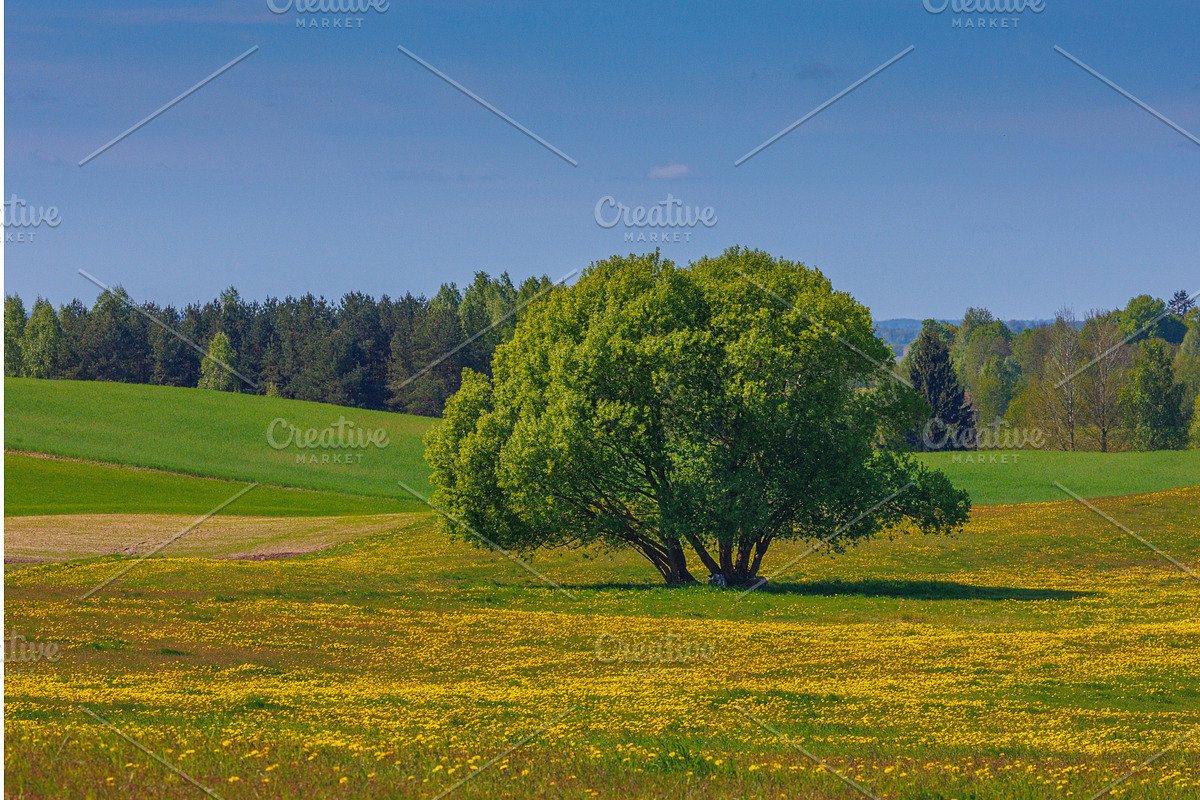 Field with yellow dandelions and, a Graphic by Lukas Jonaitis SHOP