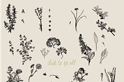 Botanical Vector Collection, an Illustration by Julia Bausenhardt (Thumbnail 4 of 5)