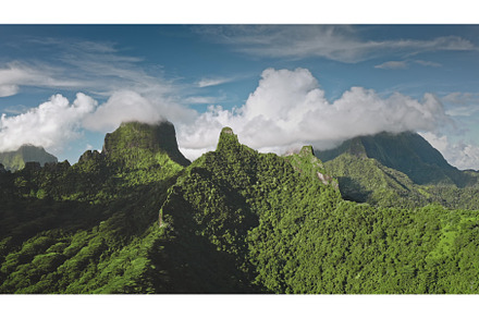 Green vibrant rainforest cover, a Nature Photo by Goinyk