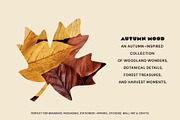 Autumn Nature & Botanical Clipart, a Decorative Illustration by NatalieArtShop (Thumbnail 15 of 16)