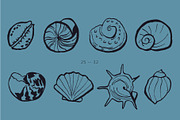 Seashells Hand drawn vector elements, a Seasonal Illustration by Lena Nikolaeva (Thumbnail 8 of 14)