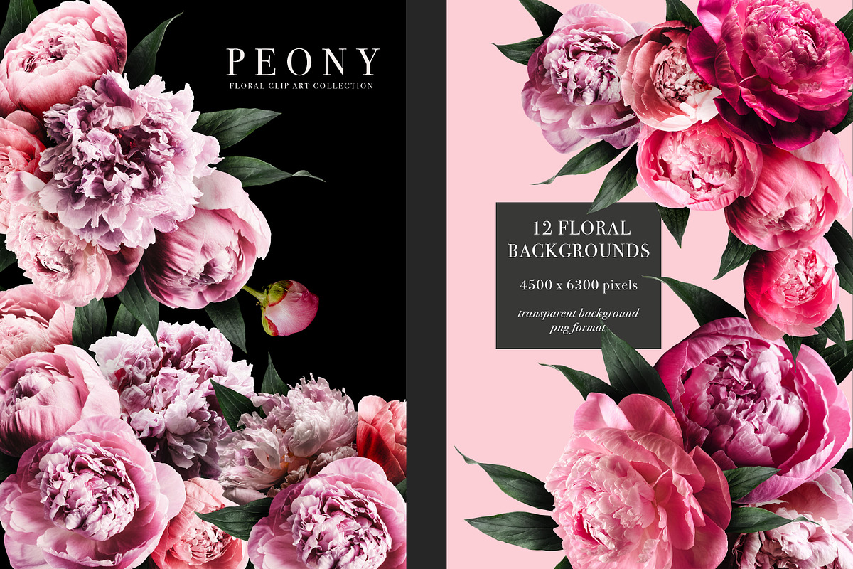 Peony Floral Clip Art, an Object Graphic by Eclectic Anthology (Photo 9 of 17)