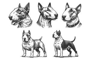 Bull Terrier Dog engraving set, an Animal Illustration by AlexArt