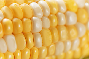 Fresh sweet corn cob with yellow and white kernels, a Food & Drink Photo by Olena Rudo