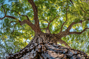 98 Trees view from below, a Nature Photo by Handmadefont (Thumbnail 27 of 98)