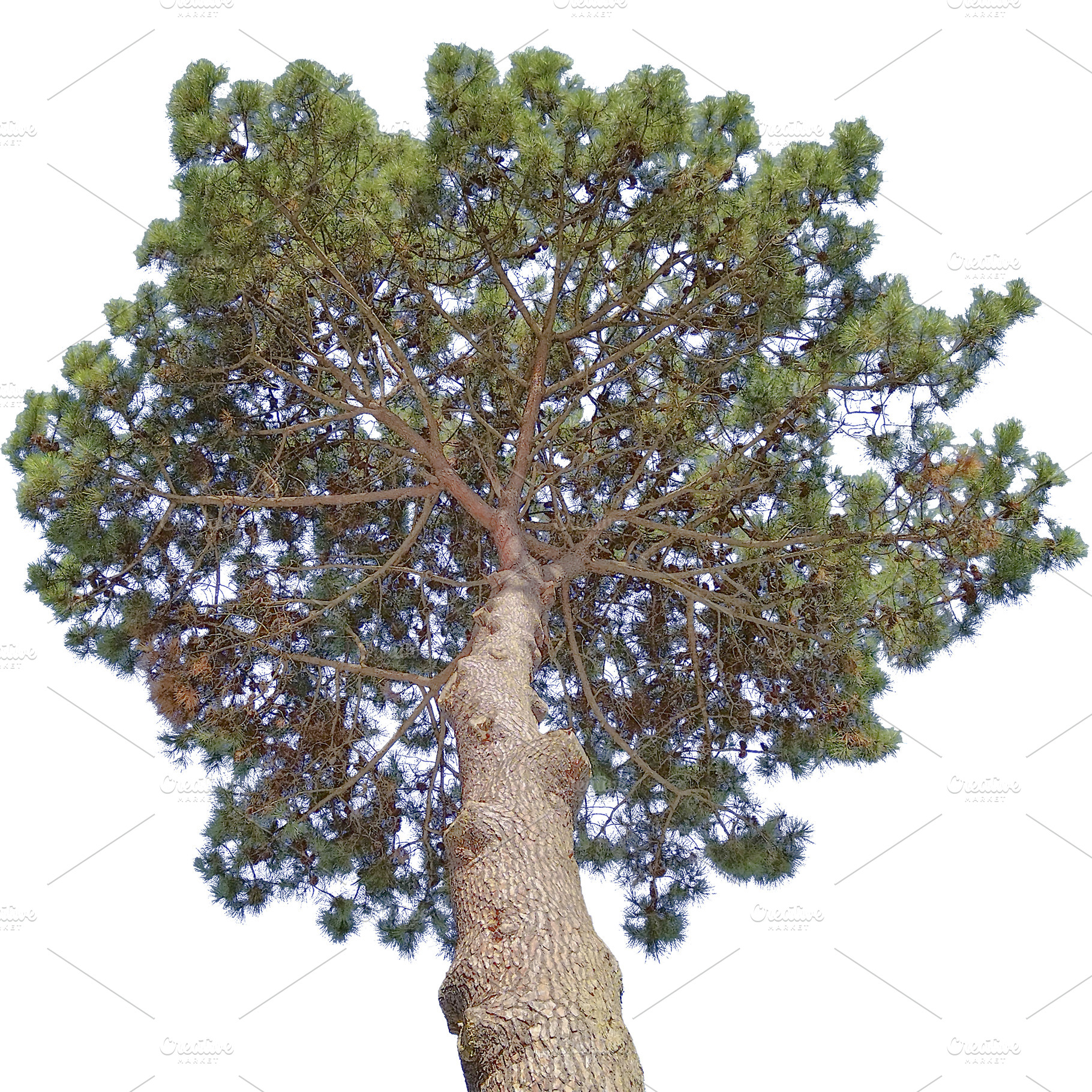 Low angle view pine tree isolated photo, a Nature Photo by DanFLCreativo