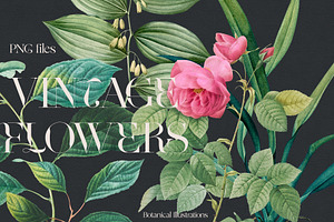 VINTAGE FLOWERS Vol.2 Watercolor Png