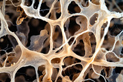 72 Microscopic Fungi Backgrounds, a Background Graphic by h.utomo (Thumbnail 17 of 72)