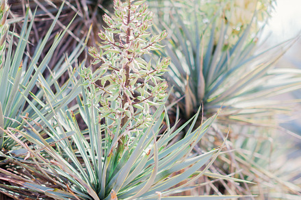 blooming desert tree