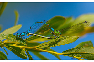 The azure damselfly - Coenagrion, an Animal Photo by Lukas Jonaitis SHOP