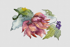 Succulent Tropical Flowers PNG Set