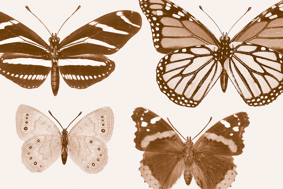 Vintage Butterflies Illustrations, an Animal Illustration by MargauxQuercy (Photo 5 of 7)