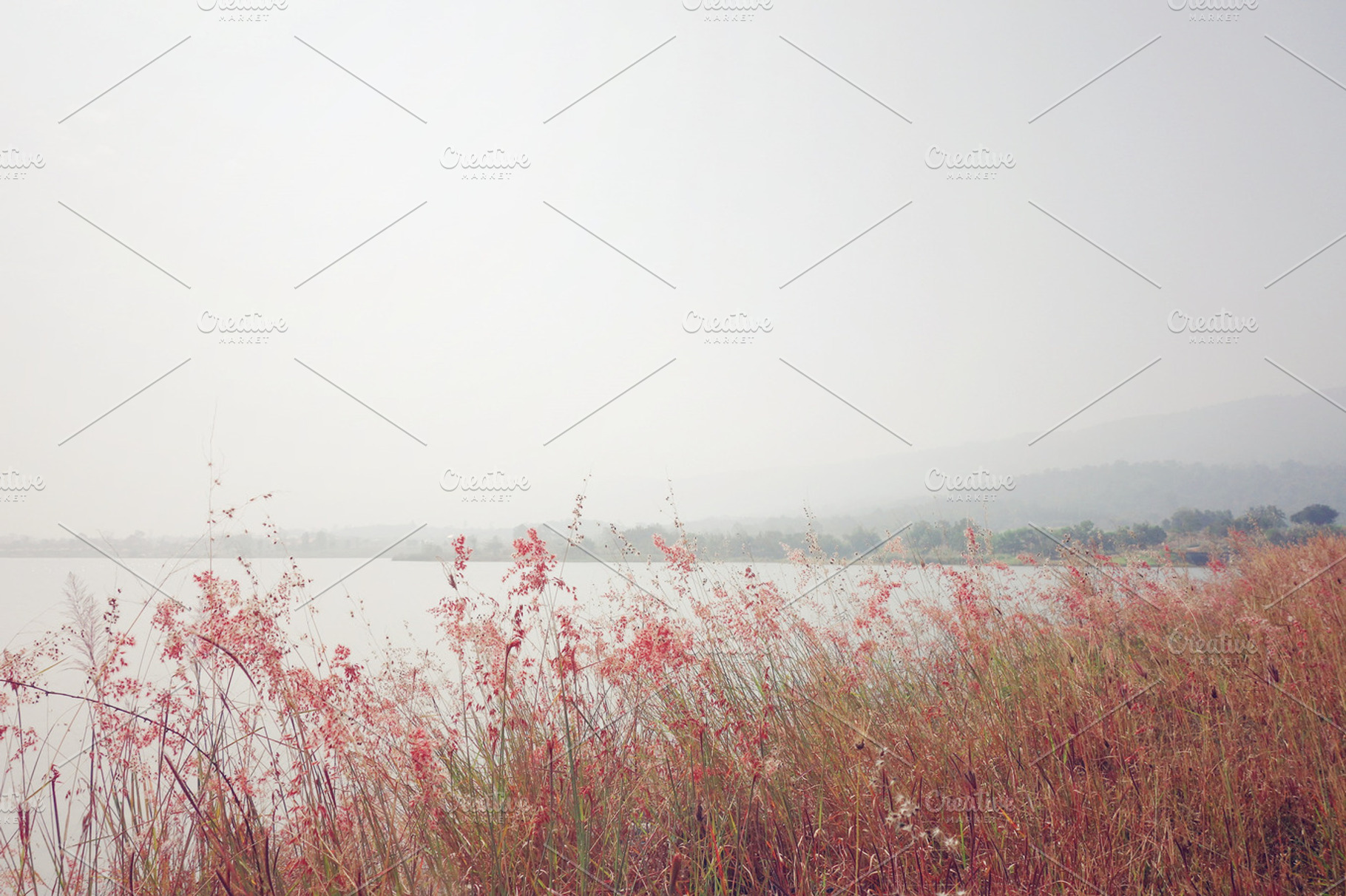 Beautiful Grassland By A Reservoir Featuring Grassland Flower And Hill