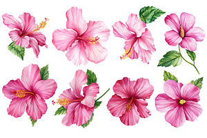 Watercolor Tropical Hibiscus Flowers