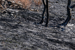 Nature after a fire., a Nature Photo by Schreibikus