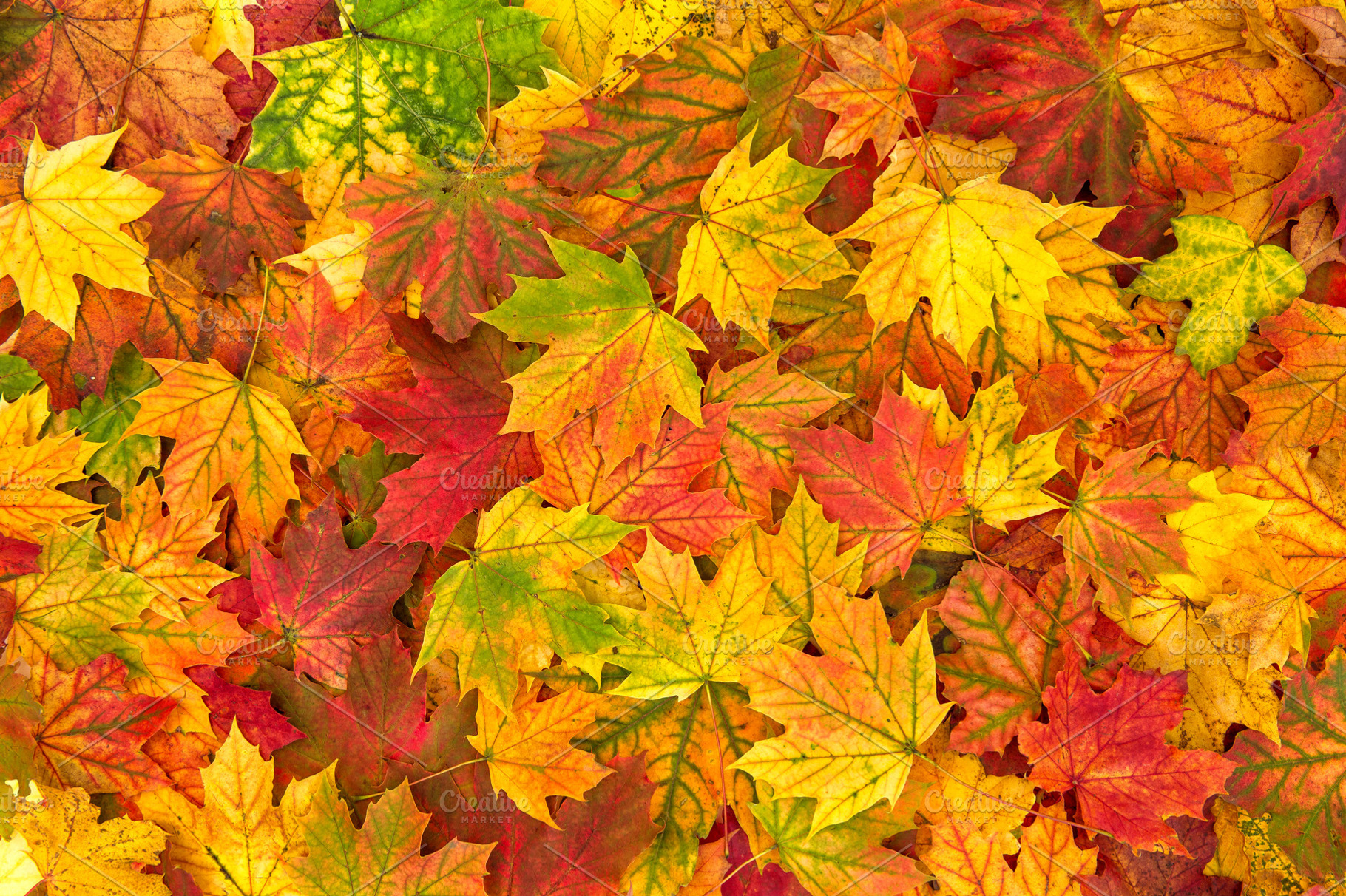 Yellow red autumn maple leaves, a Nature Photo by LiliGraphie