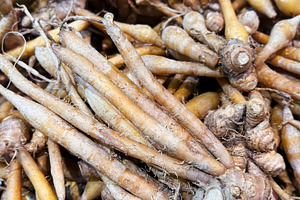 Kaempfer or Finger root pile, a Food & Drink Photo by ArtBackground