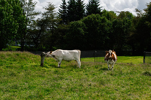 Tranquil rural scene with two cows grazing in Reykjavik, Iceland countryside, a Photo by AS photostudio