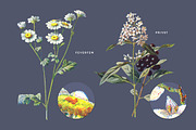 Vintage Flower Illustrations Bundle, an Illustration by Greta Ivy (Thumbnail 50 of 62)