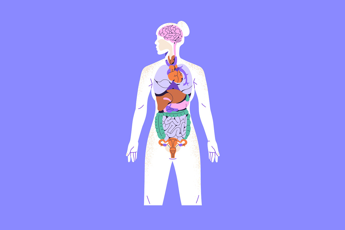 Female body anatomy, internal organs, a Healthcare Illustration by PaperTrident (Photo 4 of 4)