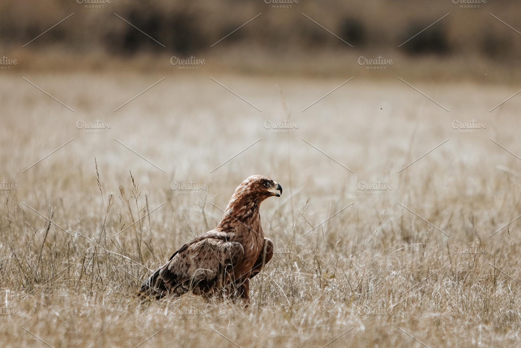 African eagle, an Animal Photo by Kzara Visual Concepts